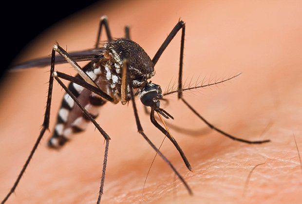 zabalj komarci javna nabavka
