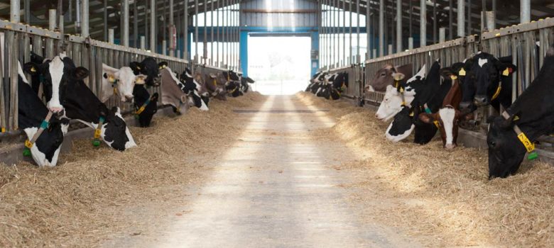 global seed farma