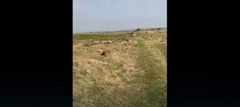 mosorin uginule zivotinje