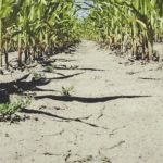 Жабаљ после суше: Опростите нам порез