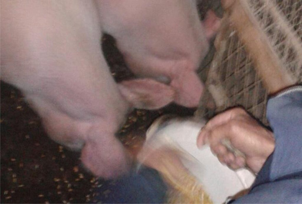 cena svinja uzgajivaci svinja