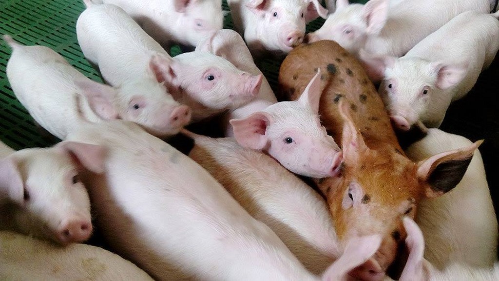 prasici cena uzgajivaci svinja