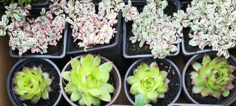 sajam hortikulture gospodjinci