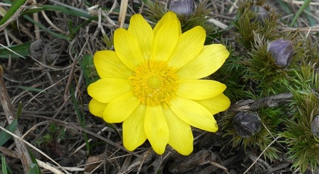 Adonis-vernalis-gorocvet