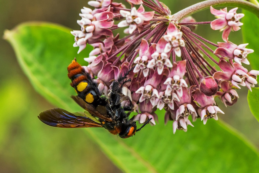 megascolia-maculata-mamutska-osa